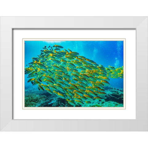 Yellow snapper school-Miniloc Island-Palawan-Philippines White Modern Wood Framed Art Print with Double Matting by Fitzharris, Tim