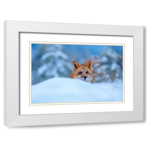 Red Fox in Snow White Modern Wood Framed Art Print with Double Matting by Fitzharris, Tim