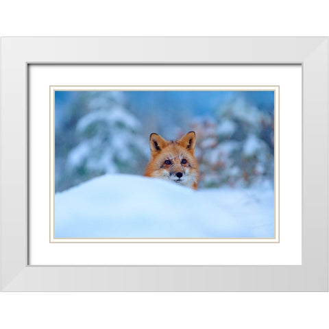 Red Fox in Snow White Modern Wood Framed Art Print with Double Matting by Fitzharris, Tim