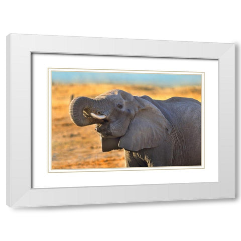 African elephant drinking-Zimbabwe White Modern Wood Framed Art Print with Double Matting by Fitzharris, Tim
