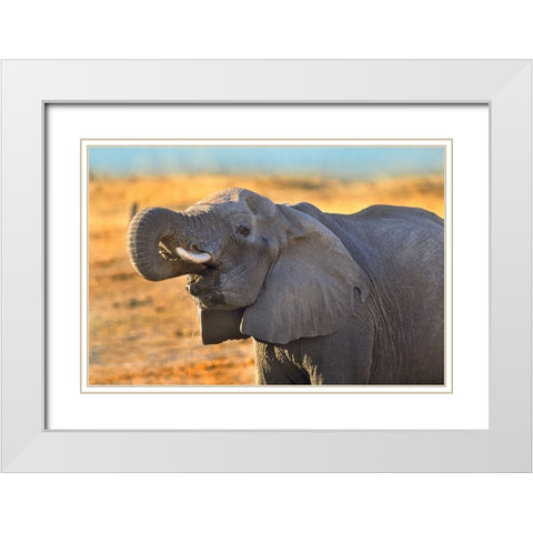 African elephant drinking-Zimbabwe White Modern Wood Framed Art Print with Double Matting by Fitzharris, Tim