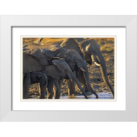African elephants at a waterhole-Zimbabwe White Modern Wood Framed Art Print with Double Matting by Fitzharris, Tim