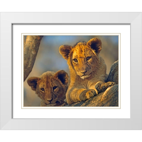 African Lion babies White Modern Wood Framed Art Print with Double Matting by Fitzharris, Tim