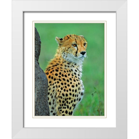 Cheetah White Modern Wood Framed Art Print with Double Matting by Fitzharris, Tim