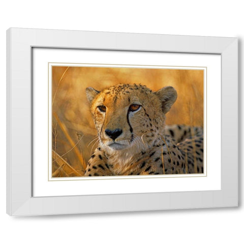 Cheetah White Modern Wood Framed Art Print with Double Matting by Fitzharris, Tim