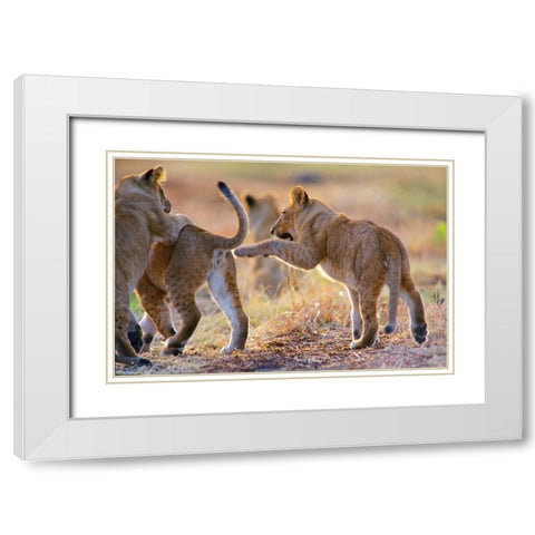 African Lion cubs playing White Modern Wood Framed Art Print with Double Matting by Fitzharris, Tim