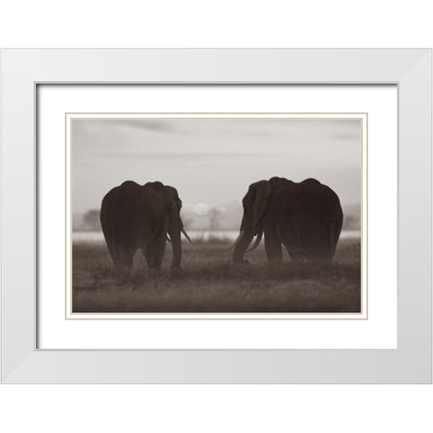 African Elephants at sunrise-Amboseli National Reserve-Kenya Sepia White Modern Wood Framed Art Print with Double Matting by Fitzharris, Tim
