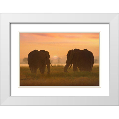 African Elephants at sunrise-Amboseli National Reserve-Kenya White Modern Wood Framed Art Print with Double Matting by Fitzharris, Tim