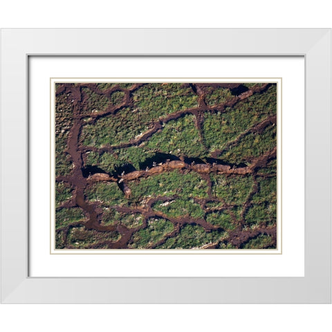 African buffalo herd in swamp-Amboseli-Kenya White Modern Wood Framed Art Print with Double Matting by Fitzharris, Tim