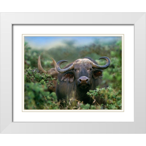 African buffalo White Modern Wood Framed Art Print with Double Matting by Fitzharris, Tim