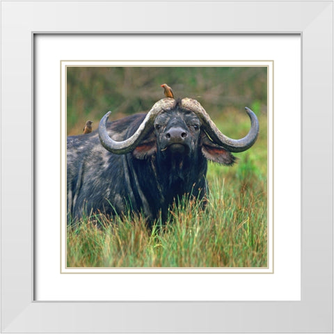 African buffalo with oxpeckers White Modern Wood Framed Art Print with Double Matting by Fitzharris, Tim