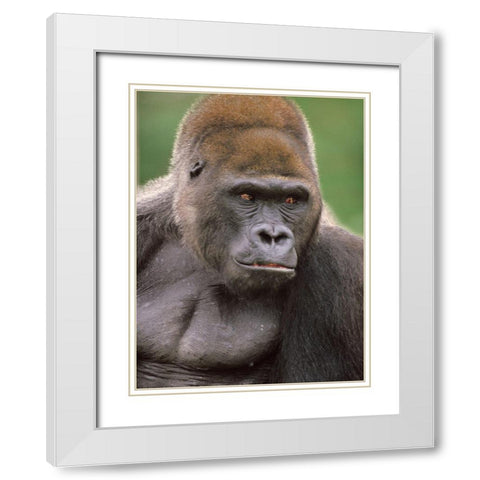 Gorilla White Modern Wood Framed Art Print with Double Matting by Fitzharris, Tim
