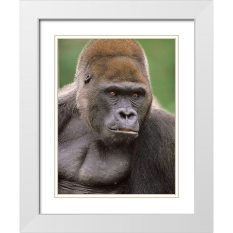 Gorilla White Modern Wood Framed Art Print with Double Matting by Fitzharris, Tim