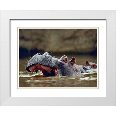 Hippopotamus-Kenya White Modern Wood Framed Art Print with Double Matting by Fitzharris, Tim