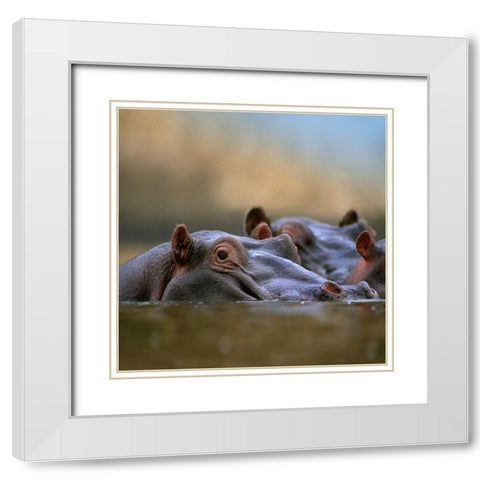 Hippopotamus-Mara River-Kenya White Modern Wood Framed Art Print with Double Matting by Fitzharris, Tim