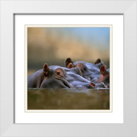 Hippopotamus-Mara River-Kenya White Modern Wood Framed Art Print with Double Matting by Fitzharris, Tim