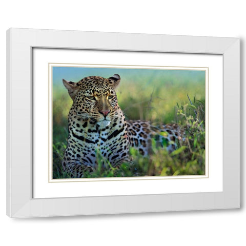 Leopard-Kenya White Modern Wood Framed Art Print with Double Matting by Fitzharris, Tim