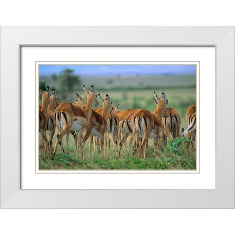 Impala Herd Kenya White Modern Wood Framed Art Print with Double Matting by Fitzharris, Tim