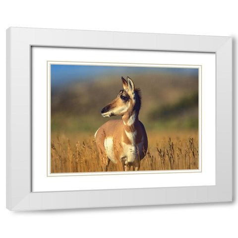 Pronghorn Antelope White Modern Wood Framed Art Print with Double Matting by Fitzharris, Tim