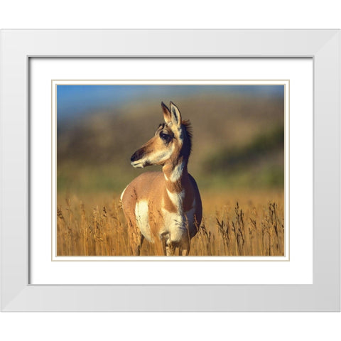 Pronghorn Antelope White Modern Wood Framed Art Print with Double Matting by Fitzharris, Tim