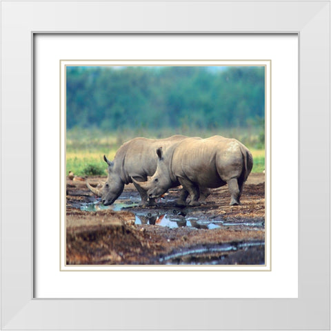 White Rhinoceros-Kenya White Modern Wood Framed Art Print with Double Matting by Fitzharris, Tim