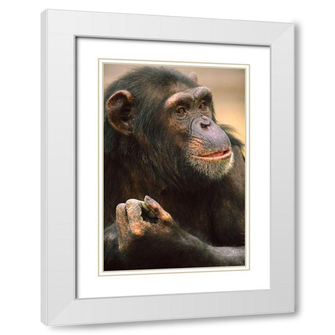 Primates White Modern Wood Framed Art Print with Double Matting by Fitzharris, Tim