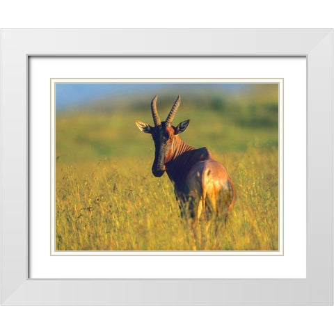 Topi White Modern Wood Framed Art Print with Double Matting by Fitzharris, Tim