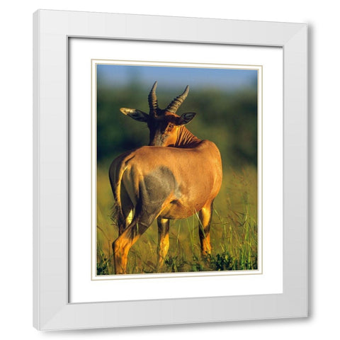 Topi-Kenya White Modern Wood Framed Art Print with Double Matting by Fitzharris, Tim