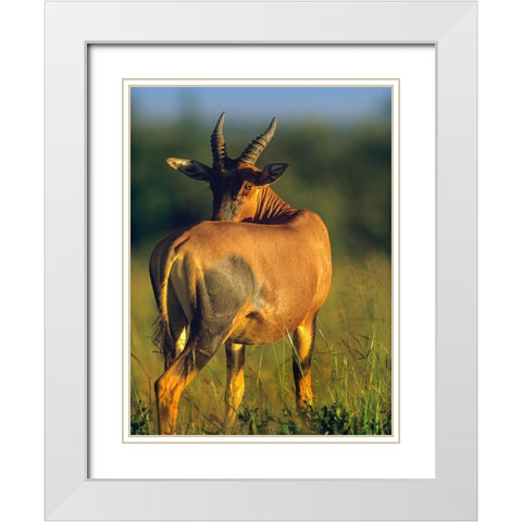 Topi-Kenya White Modern Wood Framed Art Print with Double Matting by Fitzharris, Tim