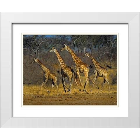 Masai giraffes running White Modern Wood Framed Art Print with Double Matting by Fitzharris, Tim
