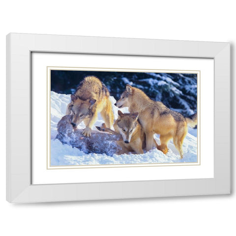 Gray wolves fighting over a deer carcass in snow White Modern Wood Framed Art Print with Double Matting by Fitzharris, Tim
