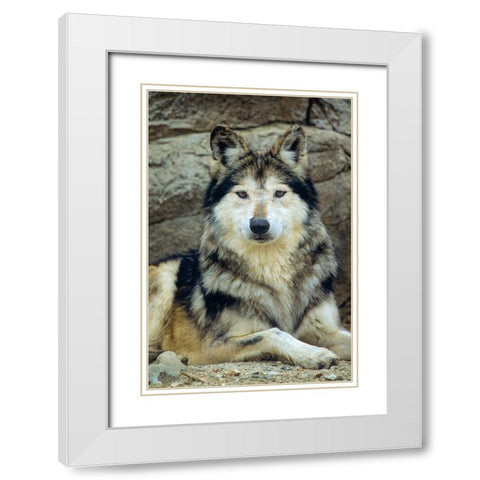 Mexican gray wolf White Modern Wood Framed Art Print with Double Matting by Fitzharris, Tim