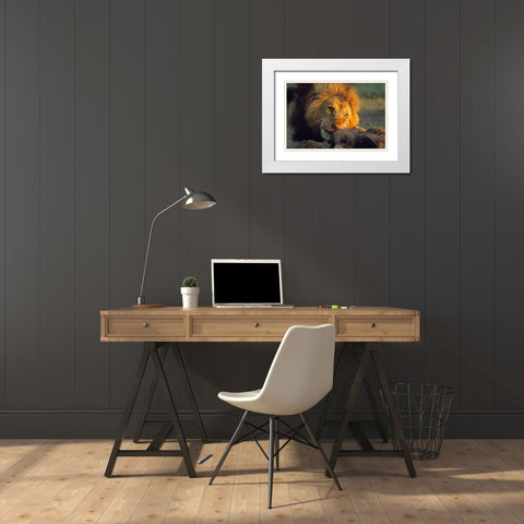 African Lion feeding White Modern Wood Framed Art Print with Double Matting by Fitzharris, Tim
