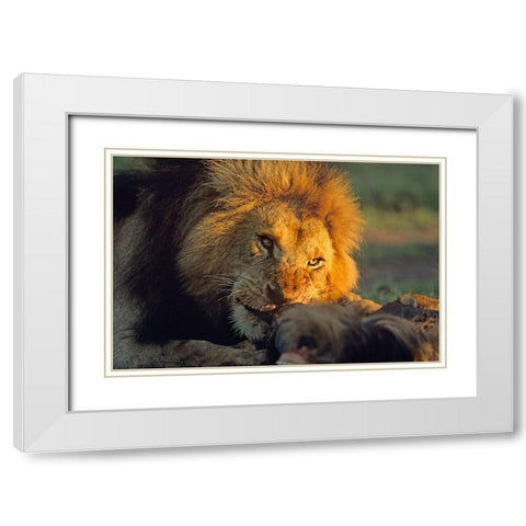 African Lion feeding White Modern Wood Framed Art Print with Double Matting by Fitzharris, Tim