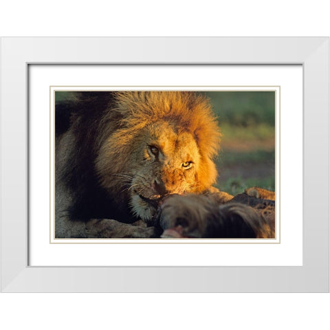 African Lion feeding White Modern Wood Framed Art Print with Double Matting by Fitzharris, Tim
