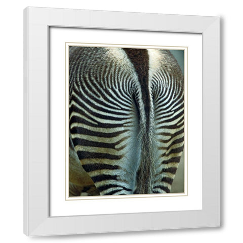 Zebra White Modern Wood Framed Art Print with Double Matting by Fitzharris, Tim