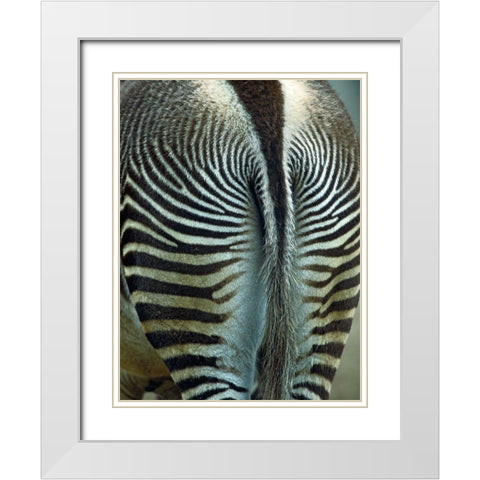 Zebra White Modern Wood Framed Art Print with Double Matting by Fitzharris, Tim