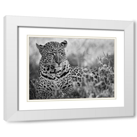 Leopard White Modern Wood Framed Art Print with Double Matting by Fitzharris, Tim