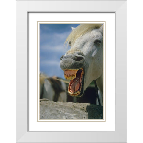 Horse laughing White Modern Wood Framed Art Print with Double Matting by Fitzharris, Tim