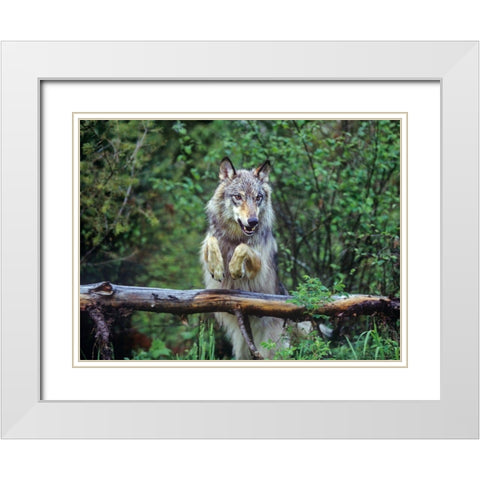 Gray wolf White Modern Wood Framed Art Print with Double Matting by Fitzharris, Tim