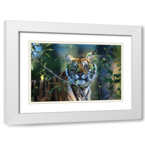 Siberian tiger White Modern Wood Framed Art Print with Double Matting by Fitzharris, Tim
