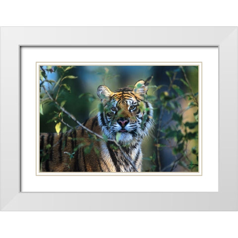 Siberian tiger White Modern Wood Framed Art Print with Double Matting by Fitzharris, Tim