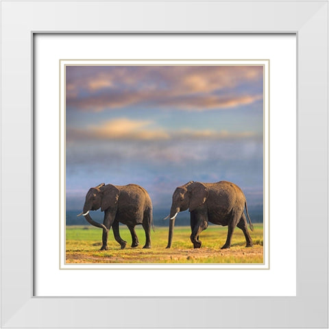 African elephants-Amboseli National Park-Kenya White Modern Wood Framed Art Print with Double Matting by Fitzharris, Tim