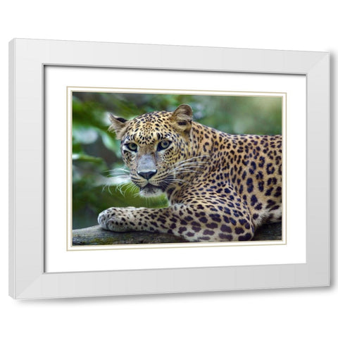 Leopard White Modern Wood Framed Art Print with Double Matting by Fitzharris, Tim