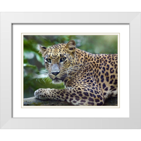 Leopard White Modern Wood Framed Art Print with Double Matting by Fitzharris, Tim