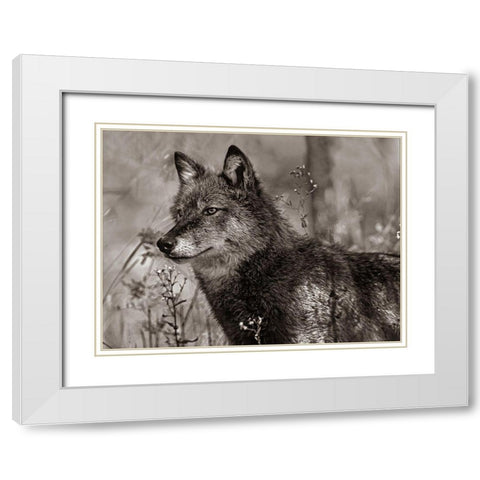 Gray wolf Sepia White Modern Wood Framed Art Print with Double Matting by Fitzharris, Tim
