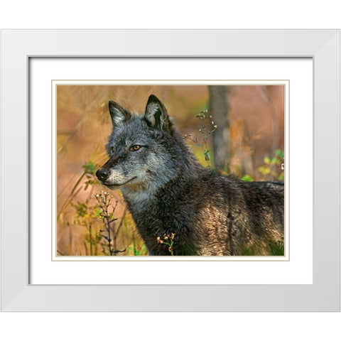 Gray wolf White Modern Wood Framed Art Print with Double Matting by Fitzharris, Tim