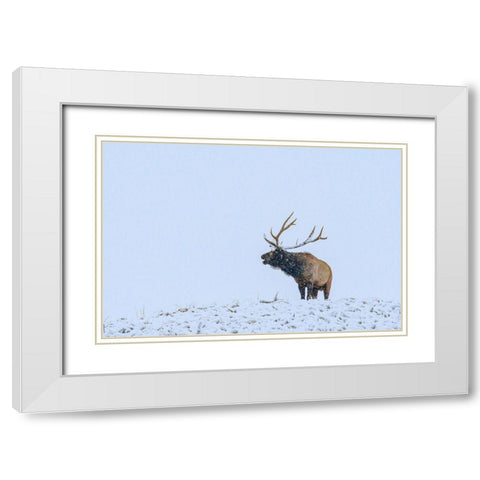 Bugling Elk-Yellowstone National Park-Wyoming White Modern Wood Framed Art Print with Double Matting by Fitzharris, Tim