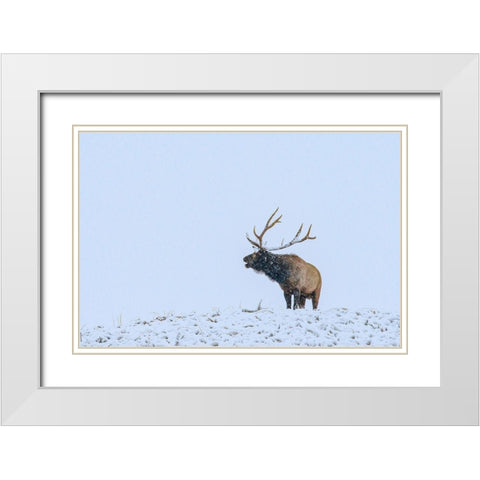 Bugling Elk-Yellowstone National Park-Wyoming White Modern Wood Framed Art Print with Double Matting by Fitzharris, Tim