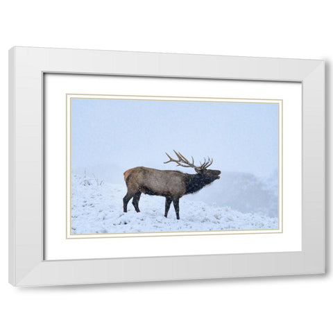 Bugling Elk-Yellowstone National Park-Wyoming White Modern Wood Framed Art Print with Double Matting by Fitzharris, Tim